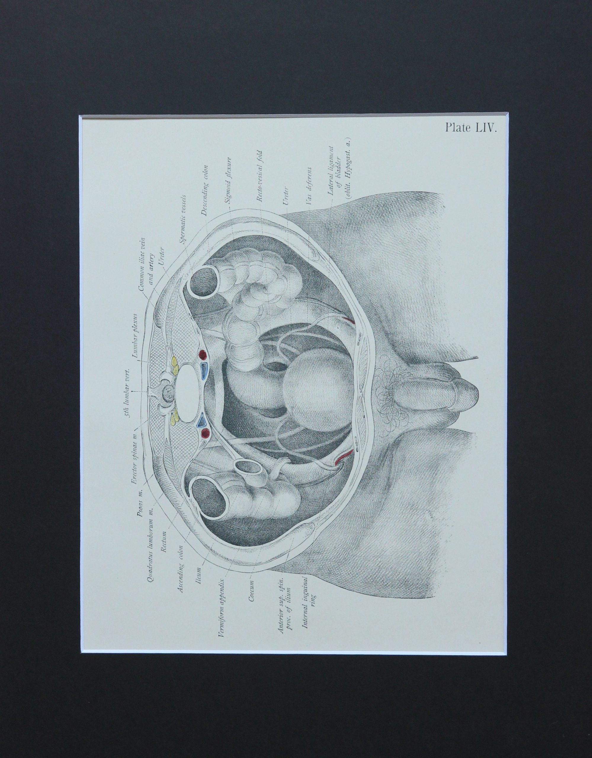 find-your-new-favorite-matted-antique-c-1897-anatomy-print-plate-liv-male-pelvic-organs-penis-supply_0.jpg