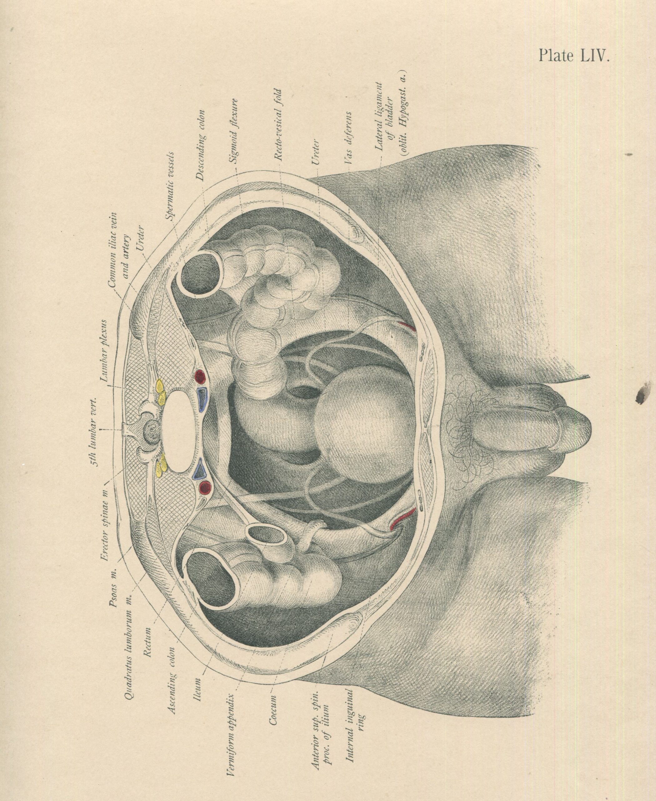 find-your-new-favorite-matted-antique-c-1897-anatomy-print-plate-liv-male-pelvic-organs-penis-supply_1.jpg