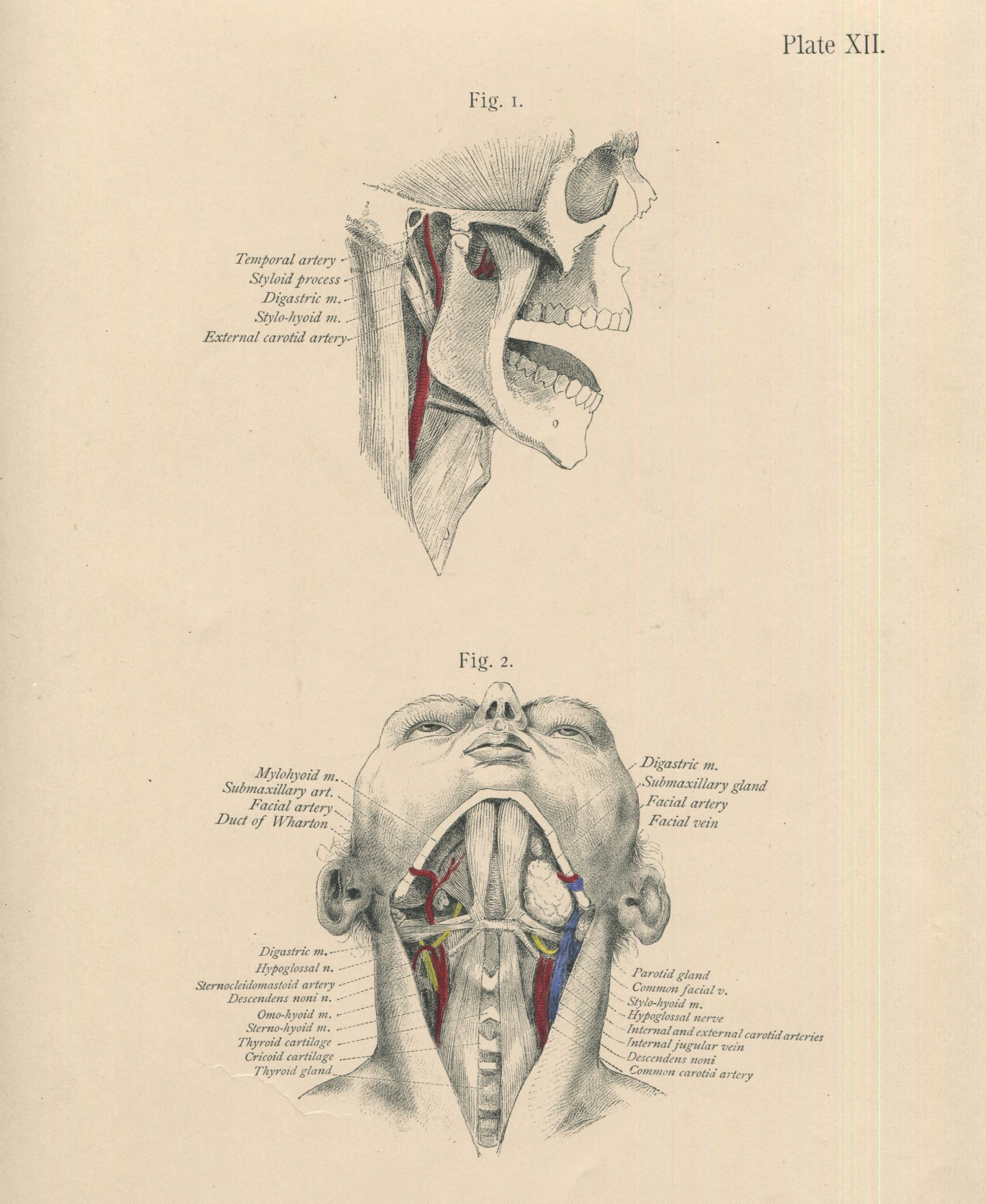 your-online-source-for-matted-antique-c-1897-anatomy-print-plate-xii-the-chin-and-neck-for-cheap_1.jpg